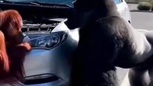 Angry Gorilla Smashes the Car in Rage 😱🦍💥  Unreal Cinematic Scene3