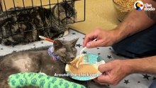 "Ugly" Cat Hit By Car Can't Stop Making Biscuits