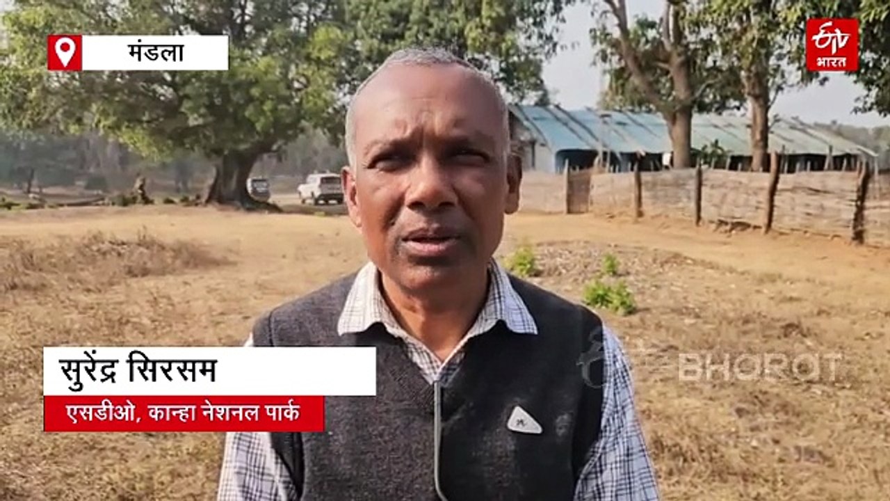 टाइगर स्टेट में नहीं रुक रहा मौत का सिलसिला! बांधवगढ़ में बाघ तो कान्हा में मृत मिला तेंदुआ