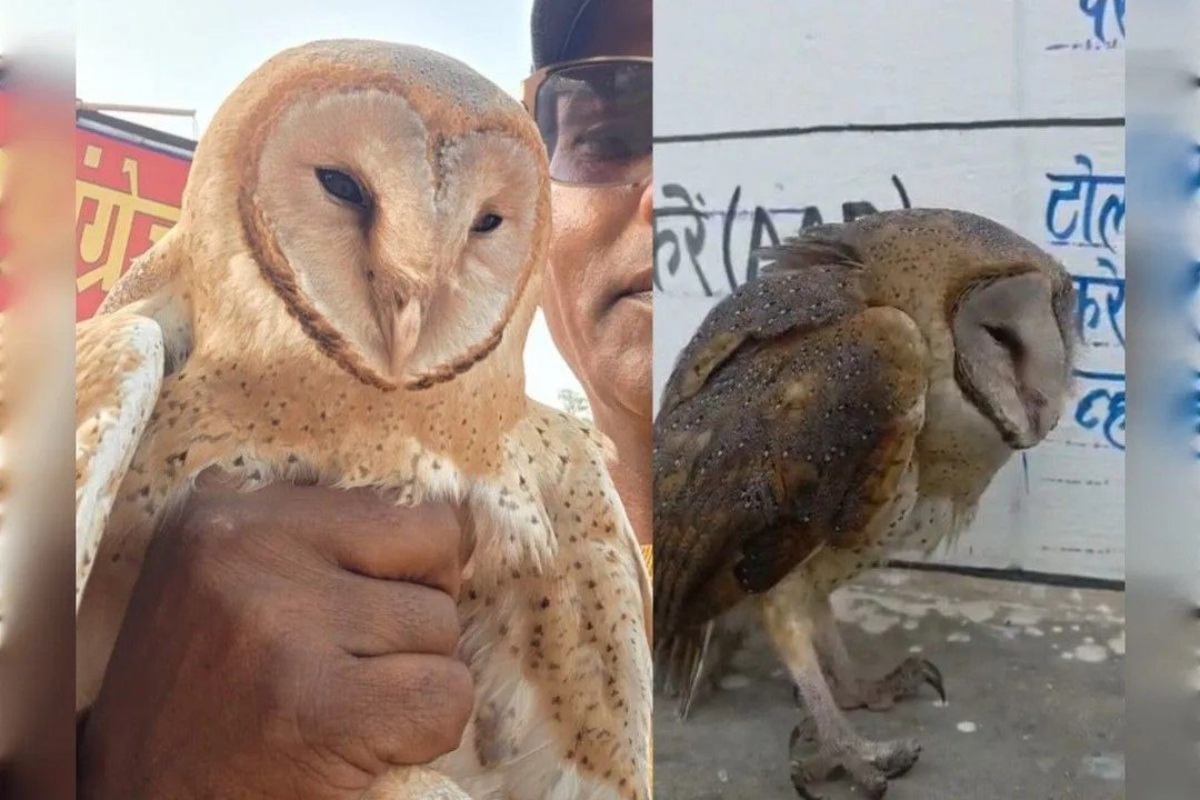 मिला दुर्लभ प्रजाति का उल्लू