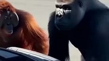 Angry Gorilla Smashes the Car in Rage 😱🦍💥  Unreal Cinematic Scene #shorts