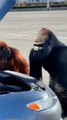 Angry Gorilla Smashes the Car in Rage 😱🦍💥  Unreal Cinematic Scene #shorts