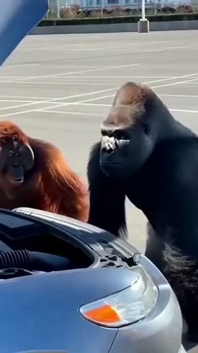Angry Gorilla Smashes the Car in Rage 😱🦍💥  Unreal Cinematic Scene #shorts