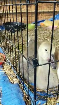 Staring contest with Baby Tooey. | #SparklegleamFarm #Lemongrab #Tooey #farm #goose #farmanimals #soft #cute