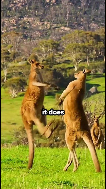 🦘 One Kangaroo Kick Can Break Bones 😱💥 #facts #shorts #viral
