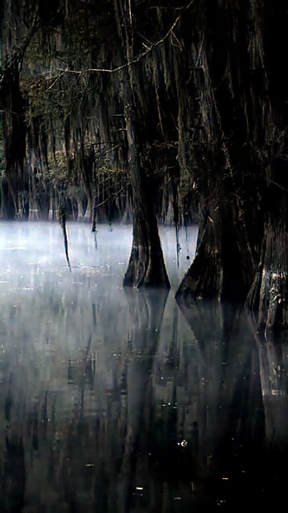 Cold Case Files: Murder in the Bayou Saison 1 - Trailer (EN)