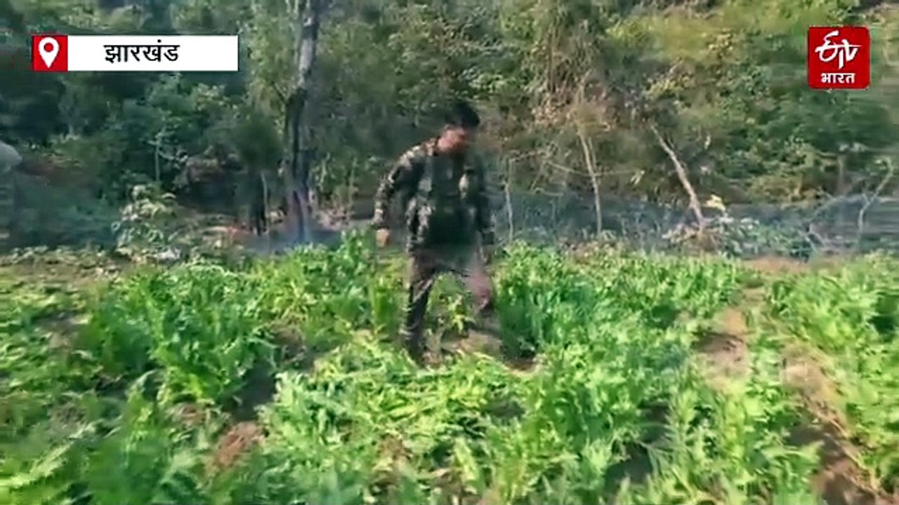 हजारीबाग में अफीम की खेती के खिलाफ अभियान जारी, लगभग 70 एकड़ में लगी फसल नष्ट