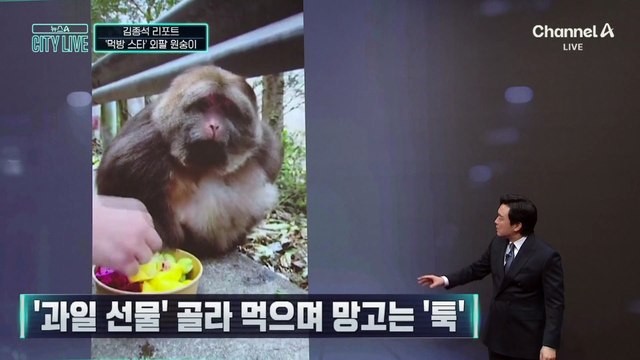 [김종석의 리포트]중국 ‘먹방 스타’…과일 먹는 원숭이