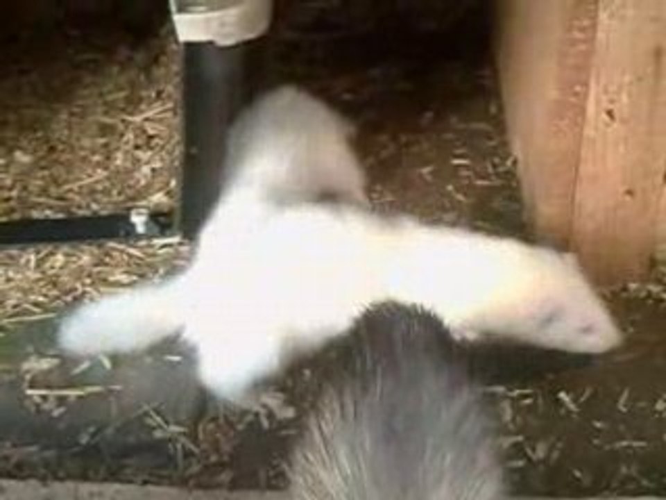 Video du 2905