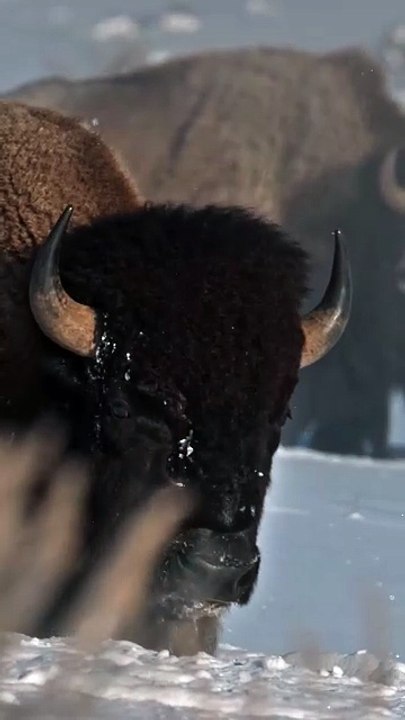 ❄️ Un autre nom pour un paradis hivernal ?  Ce serait Yellowstone National Park.  Neige immaculée, geysers fumants, faune en mouvement — l’hiver révèle Yellowstone dans sa version la plus brute et spectaculaire.