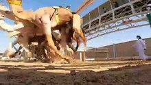 CAMEL