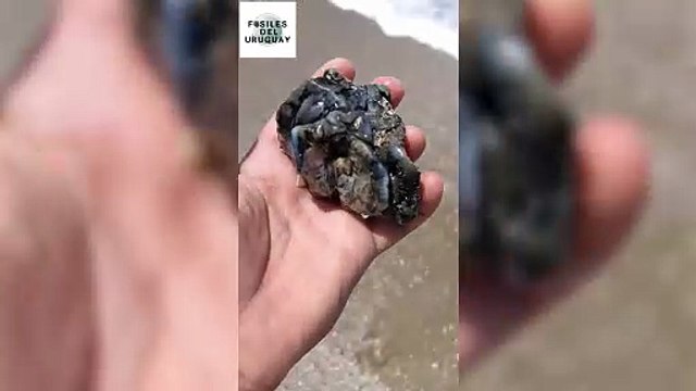 MOLAR DE NOTIOMASTODON PLATENSIS