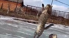 Can Cats Do Backflips? Watch This Tabby's Epic Jump🐈‍⬛🤸