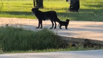 Stray Dog Mom Chooses Woman To Be Her Puppies' Nanny