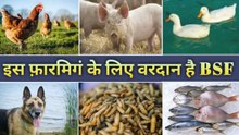 Farming ke liye Vardan Hai BSF | bsf farming kaise karen | bsf soldier fly farming
