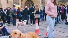 A friendly Golden Retriever dog outside Bath Abbey 2023 (1)
