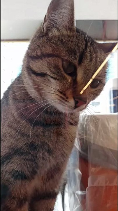 L#cat