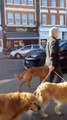Dogs 🐕 walking in Thorpe Bay, Essex