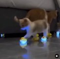 Modern Cat Collection: Comfortable Light-up Slippers for the Whole Family