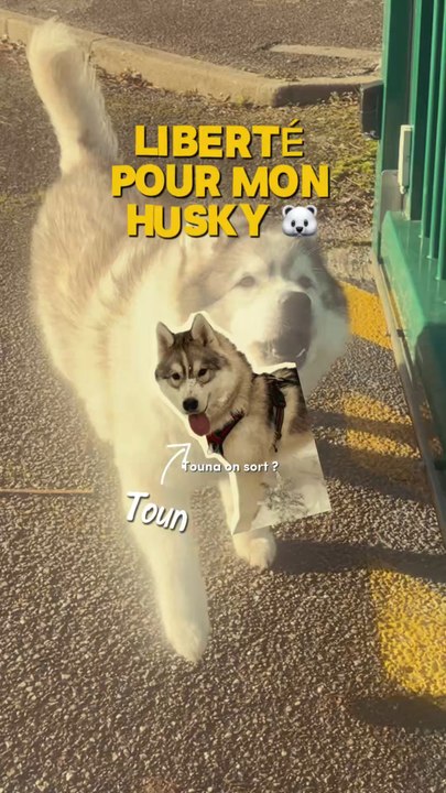 Tous les chiens peuvent être lâchés ! Il suffit juste de le travailler 🤩