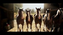 Budweiser’s Clydesdales Return in Super Bowl LX Teaser “Stable”