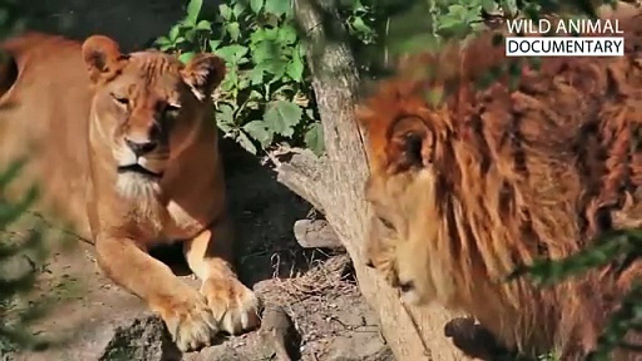 WILD SAVANNAH | The Mystery of the Fastest Warriors | Wild Animal Documentary | Nature & Wildlife