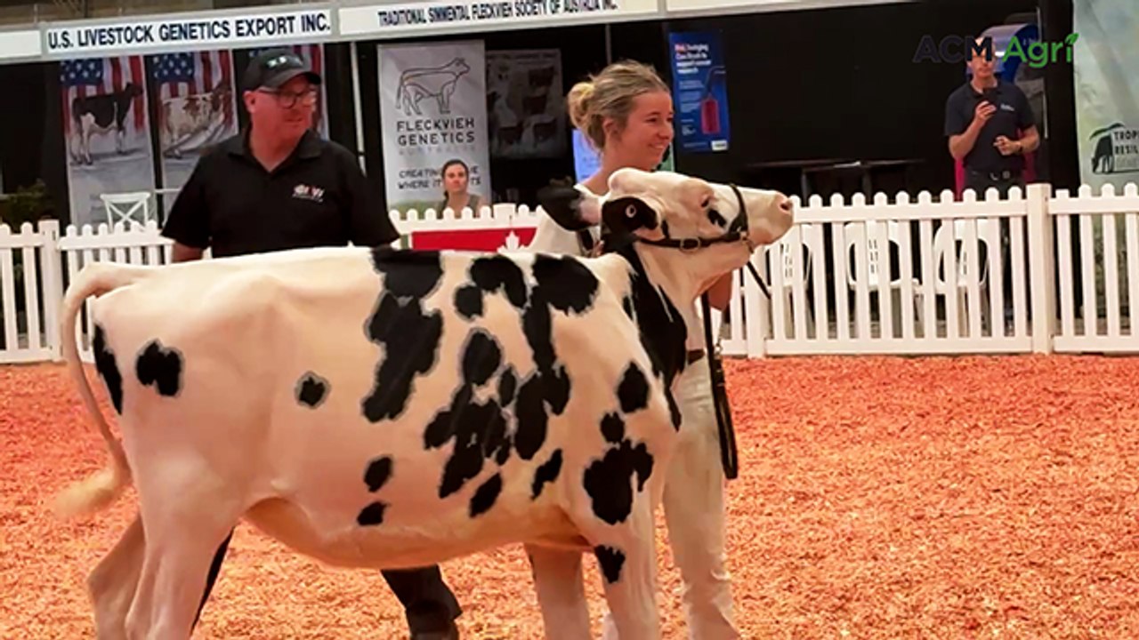 Junior champion Holstein heifer