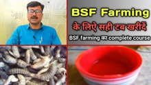 Farming ke liye Vardan Hai BSF | bsf farming kaise karen | bsf soldier fly farming