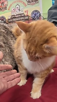 Breeder charged with animal neglect after 100 cats were rescued from her ‘deplorable’ Long Island home