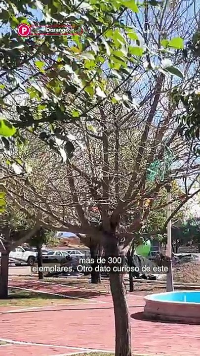 🌱 ¡De basurero a pulmón verde! Así será el nuevo Parque de la Vida en Durango 🌳