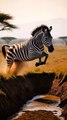 Lion Chasing Zebra | Intense Jungle Survival Moment