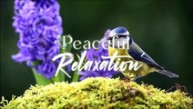 Beautiful Piano Music - Soothing Piano Music For Stress Relief, Healing, Peaceful Relaxation