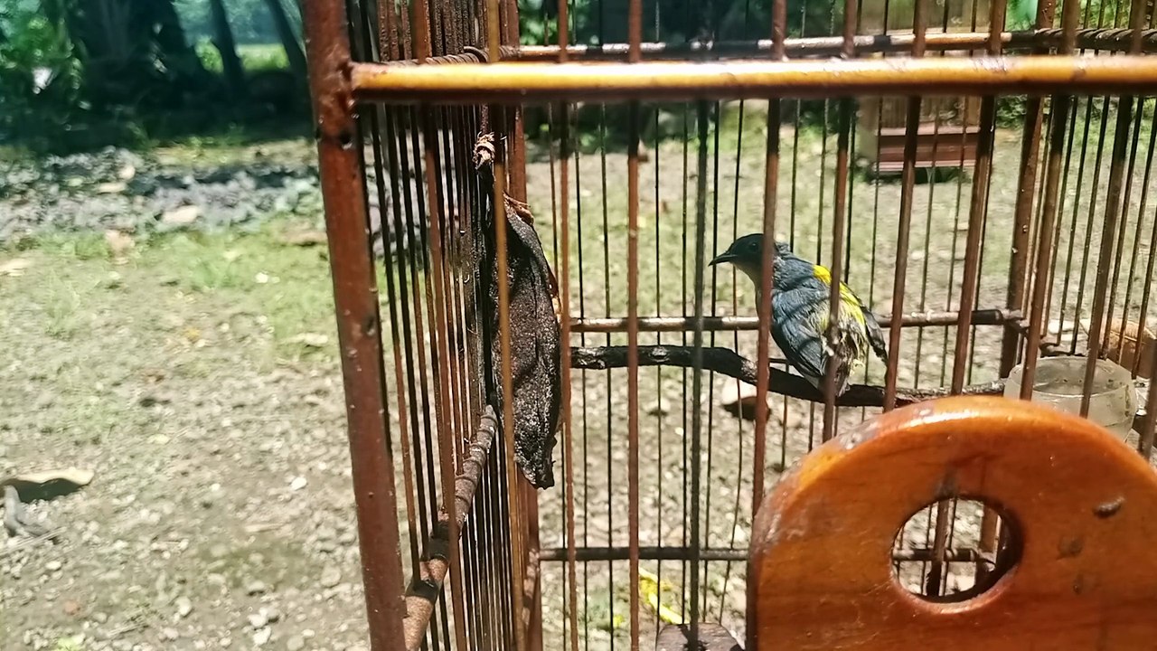 Burung cabe cabean