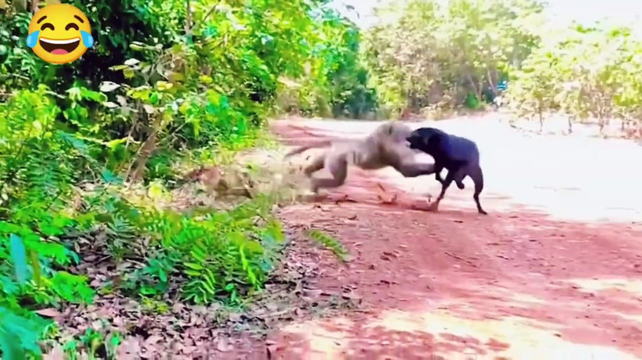 Monkey vs dog real fight - funny dog vs monkey video l funny video l ...