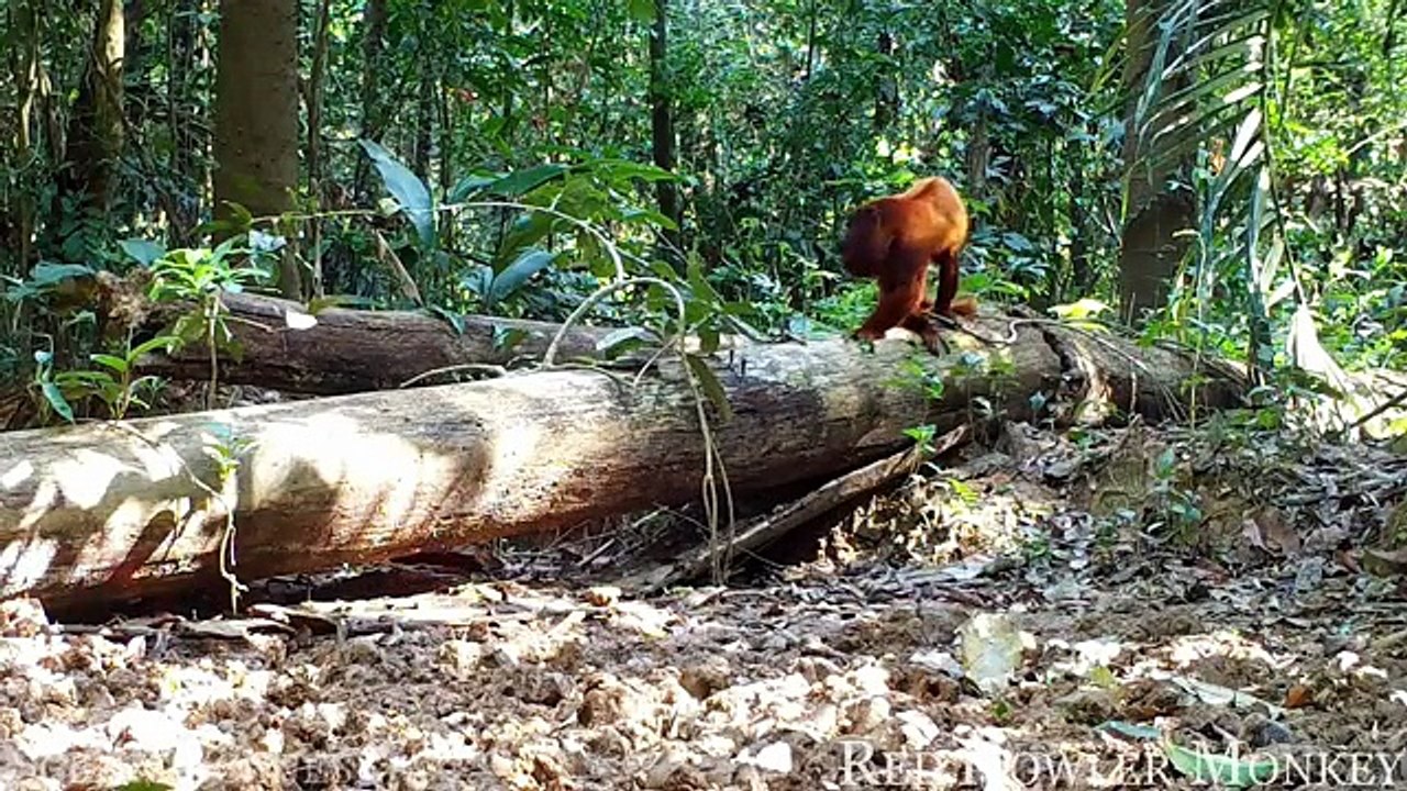 Animals of Amazon 4K - Animals That Call The Jungle Home - Amazon Rainforest -Scenic Relaxation Film