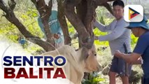 Albay Veterinary Office, nagsagawa ng medical mission para sa mga alagang hayop na apetado ng pag-aalburoto ng Bulkang Mayon | ulat ni Dianna Mendez - Radyo Pilipinas- Albay