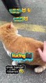 Kucing ini seneng di elus