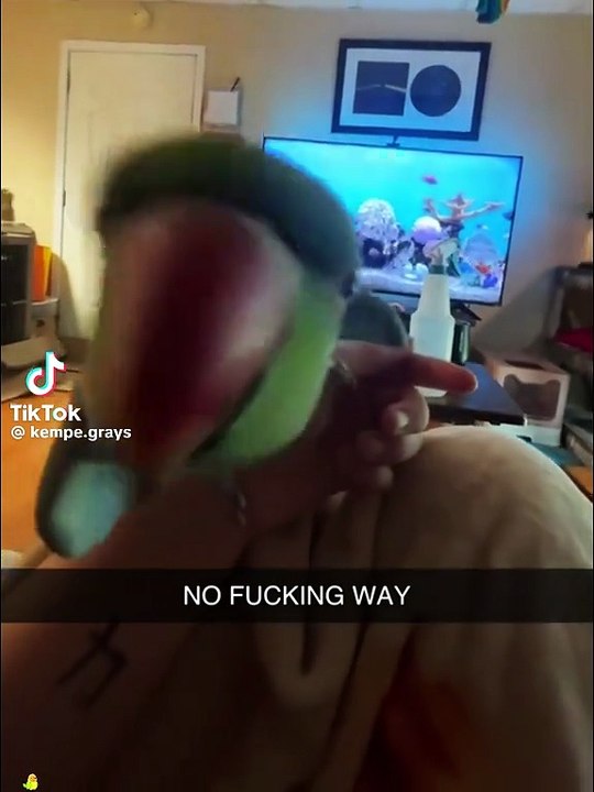 Cute Parrot Video