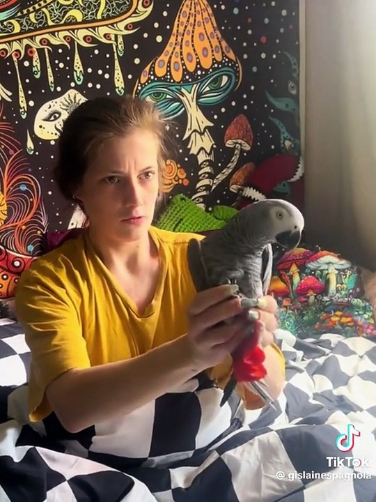 Core Parrots video