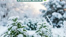 Plant Frost Protection Covers | Winter Freeze Blankets for Plants & Trees (6 Pack)