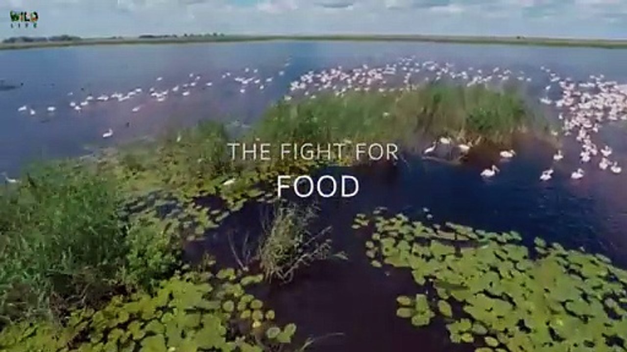 Fight for Food | हिन्दी डॉक्यूमेंट्री | Wildlife Documentary in Hindi | Survival of Wild Animals