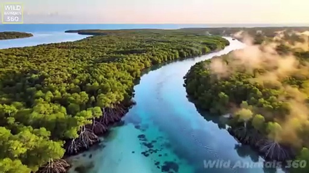 Wild Life Amazon Jungle vs Ocean | Wild Animal Attacks | Biggest Snake | Real Discovery Documentary