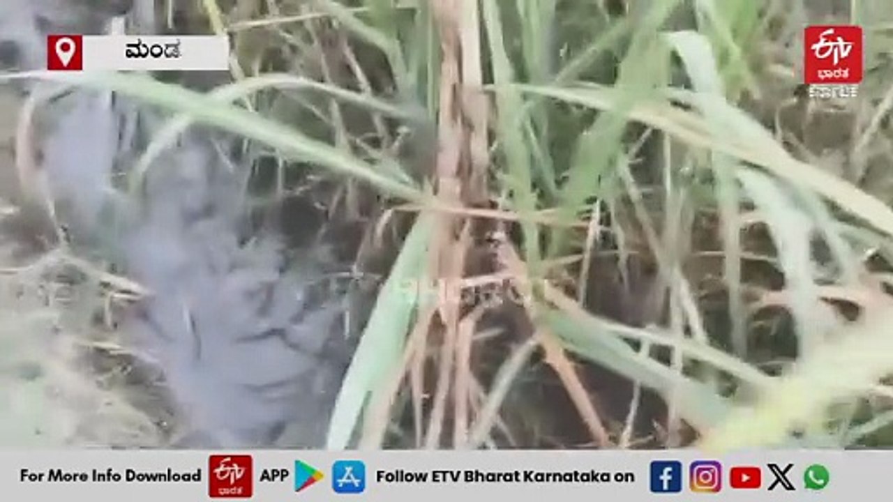 ಬೆಳ್ಳಂಬೆಳಗ್ಗೆ ಮದ್ದೂರಿನಲ್ಲಿ ಕಾಡಾನೆಗಳ ಗುಂಪು ಪ್ರತ್ಯಕ್ಷ