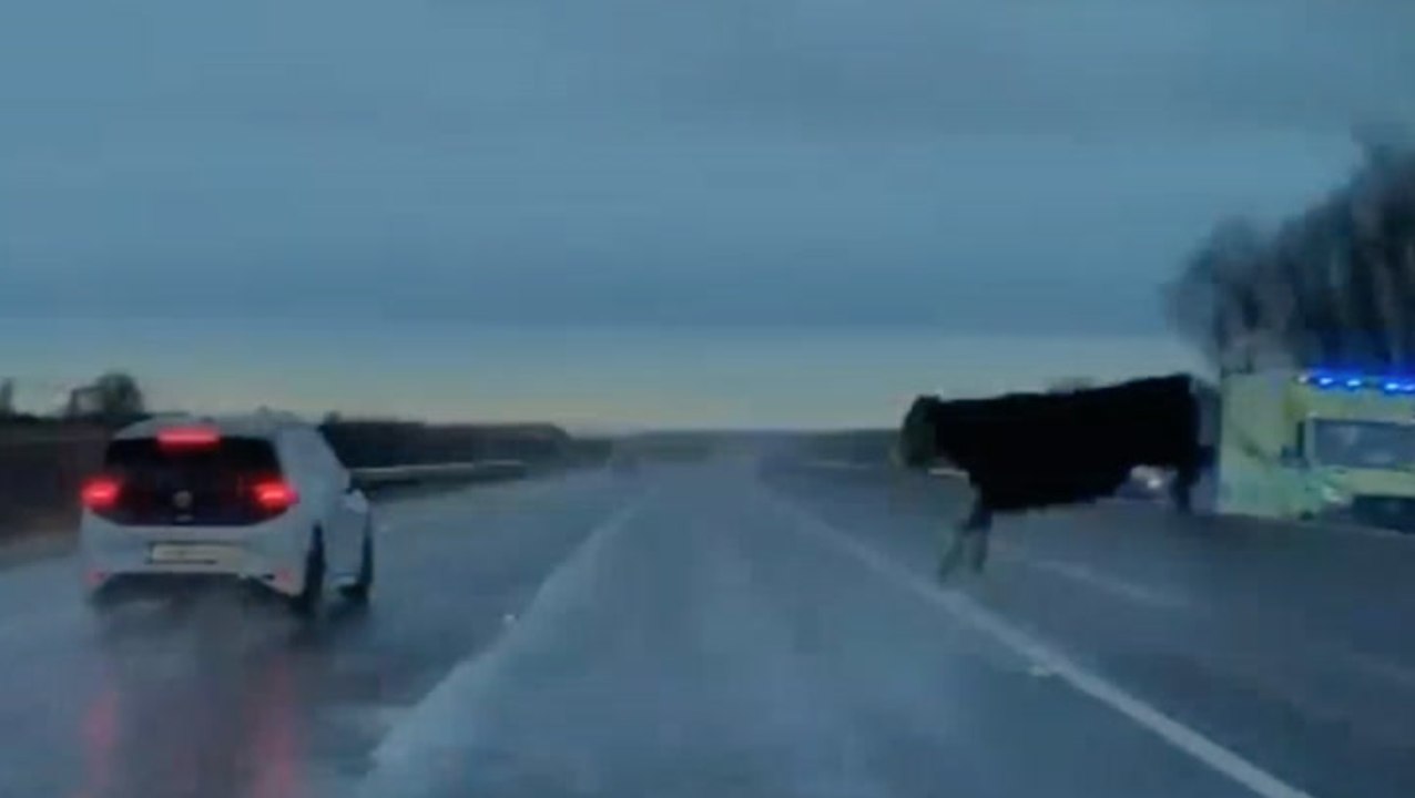 Dashcam captures terrifying cow near-miss on busy motorway