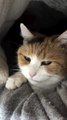 A Cute Cat Snuggled Inside the Blanket to Stay Warm.” 🐾