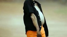 Funny monkey video