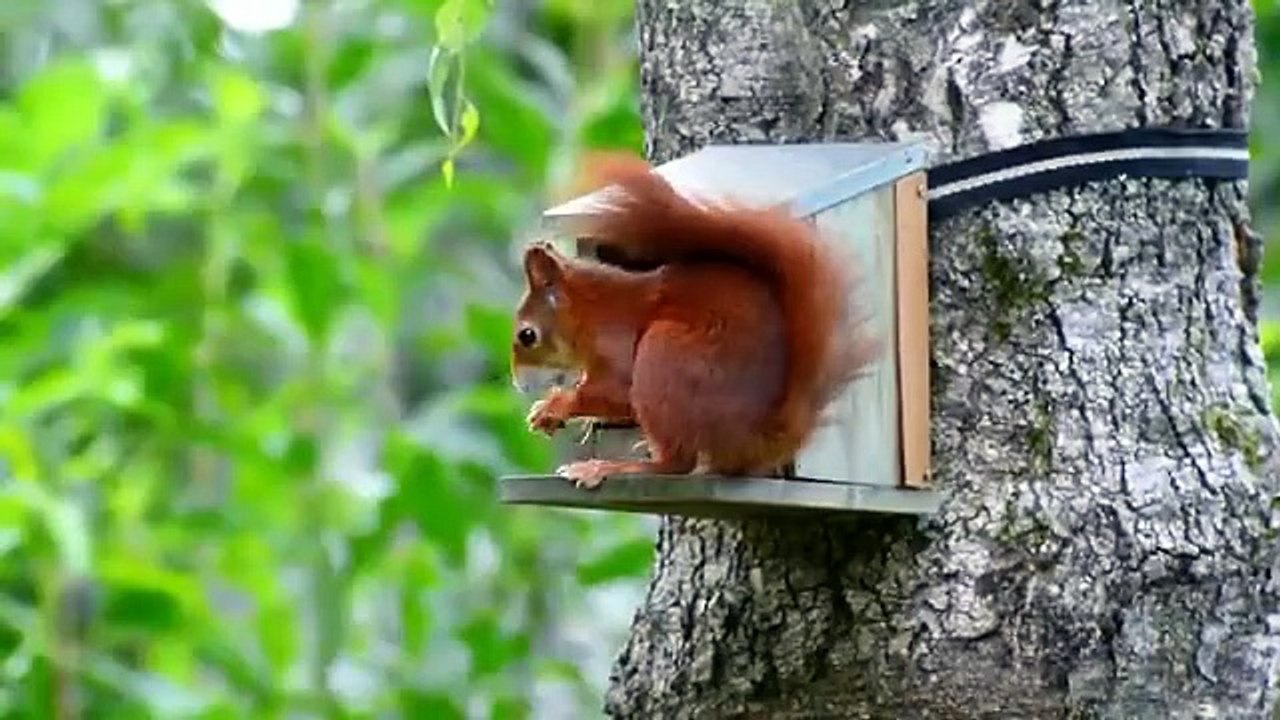 Farm Animal Life | Duck, Pig, Cow, Buffalo, Sheep, Dog, Hippopotamus, Horse, Cat | Cute Animals