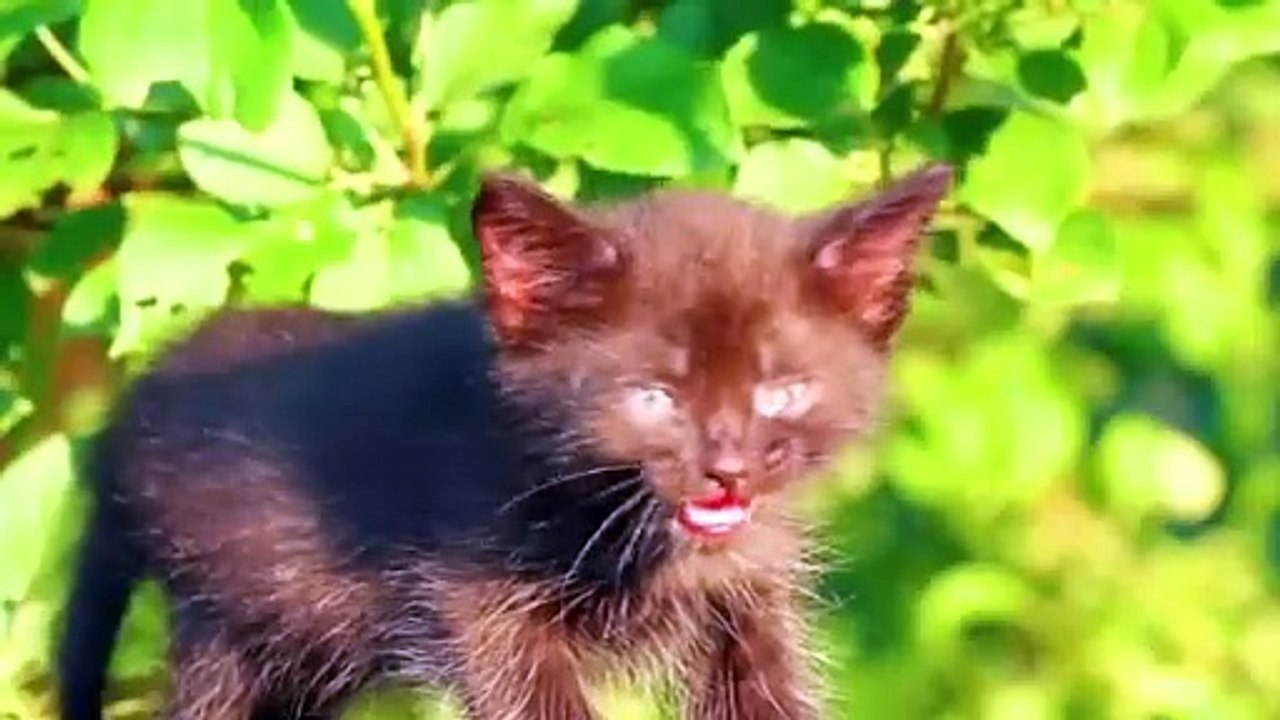Adorable Farm Animals | Kitten, Pig, Chicken, Cow, Dog, Buffalo, Rabbit, Sheep | Cute Animal Video