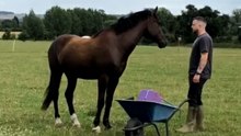Guy tries to stand by a grumpy horse and fails really hard