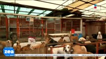 Mueren seis perritos rescatados del Refugio Franciscano